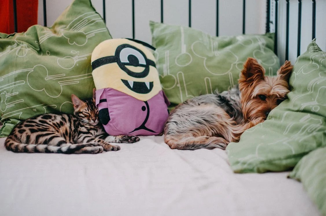 A cat and a dog sleeping
